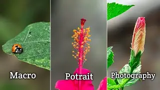 mobile photography ideas/mobile photography at home/natural photography ideas/best photography tips