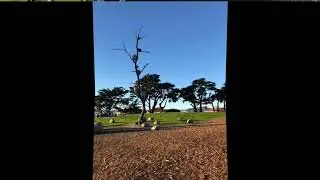 Ideas of Stone - Giuseppe Penone (2004)