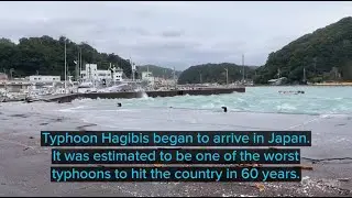 Taiji Week 7 Update: Captive Dolphins Abandoned In Typhoon Hagibis