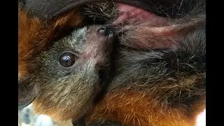 Flying-Fox gives birth:  Nana and Elsie