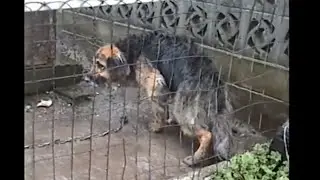 Dog rescued, unchained after  10 years.