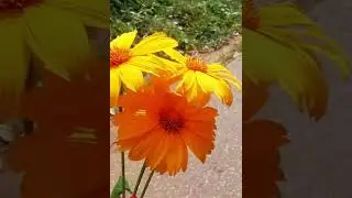 Bright Yellow Flowers: A Beautiful Sight to See 🌻😍😍