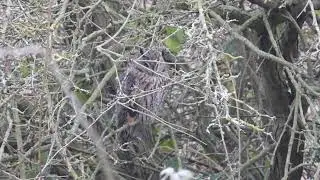 Long-eared Owl (Asio otus), roosting in Cambridgshire.