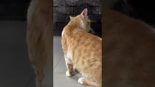 cute cat 🥹🥹&hearts;️&hearts;️&hearts;️‼️‼️‼️ #cat #cute #cutecats #animal #pets #videoshort #shorts