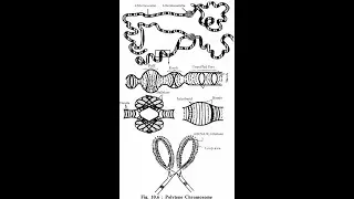 Giant Chromosomes