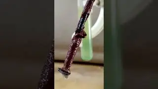 Iron Nail in Copper sulphate Solution |Class 10 Science |Chapter 3 Activity 3.12 |Note Colour Change