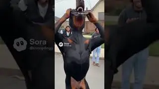 doberman or snoop Dogg