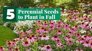 5 Perennial Seeds to Plant in Fall 🌱 Must-Grow Picks! #gardentips #perennialgarden #seedsowing