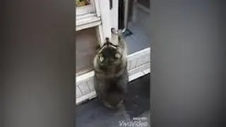Thick raccoon Pan- Fu become hit the Internet ( VIDEO)