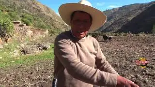 SIEMBRA DE MAIZ EN LARCAY-AYACUCHO