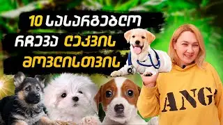 ლეკვების მოვლა/ლეკვის მოვლა/10 სასარგებლო რჩევა ლეკვების მოსავლელად#ლაბრადორის ლეკვი