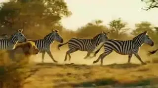 Wild life, Lion chasing zebra #wildlife #forest 
