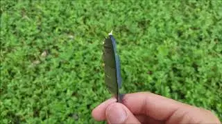 The American Savior Found A Black & Blue Feather!!!