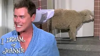 A Herd Of Sheep Invade Tony's House! 🐑 (ft. Barbara Eden) I Dream Of Jeannie