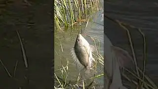 Stick and line fishing, three hooks baited, waiting for fish strike #trustonallah