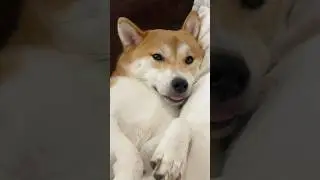 Her lil tongue out #dogcontent #puppy #dogshorts #shibapuppy #shiba #puppydog #dog #cutedog #doggo