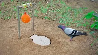 amazing bird trap || underground pigeon trap