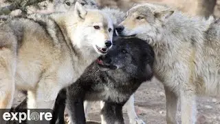 Mission Wolf: Zeab's Den powered by EXPLORE.org