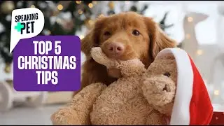 Speaking Pet - 5 Pet Christmas Safety Tips - Presented by Perfect Pet Vet, Tom.