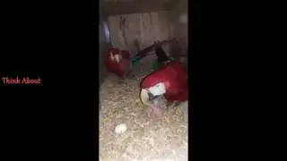 Parental care of Greenwing macws