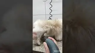 TESTAMOS SOPRADOR TECHPET PARA PEQUENOS ANIMAIS - Petshop, Banho e Tosa Banho em casa