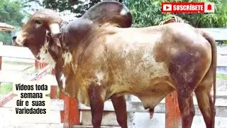 #104 - Xangai da São José ; Características raciais desejáveis com genética leiteira consistente. 