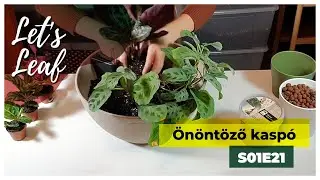 Önöntöző kaspó működése, előnyei és a nyílgyökerek gondozása | #LetsLeaf