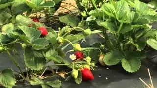 Big Summer Strawberry Ranch