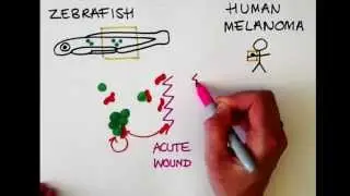 Video Synopsis: Paul Martin & colleagues (The EMBO Journal)