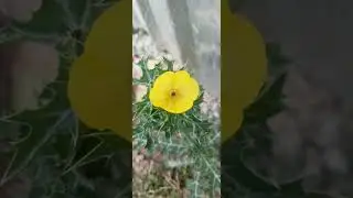 new flower editing video|| beautiful #song #photography #subscribe #like #photo