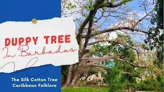 Silk Cotton Tree at St. Philip Parish Church Barbados (Ceiba)