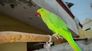 Parrot talking bolane wala Mitthu parrots talking Indian ringneck parrot talking tota mithu mithu 