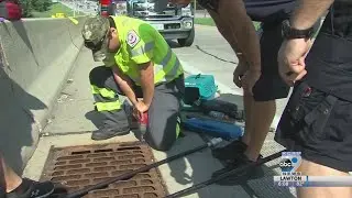 Ducklings Stuck in Storm Drain