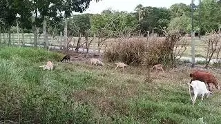 One Sunday windy afternoon December breeze #goatfarmlife #animals  #beautifulgoat's #goatfarming 