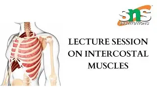 Intercostal Muscles | Anatomy | SNS Institutions 