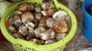 SAISON PLUVIEUSE: LES CHAMPIGNONS DES LEGUMES QUI INONDENT LES MARCHES A LUBUMBASHI