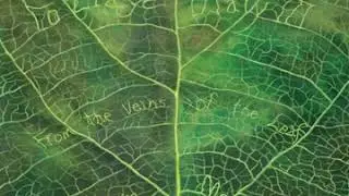 Traveleaf​