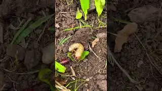 chafer beetle grub #insects #nature
