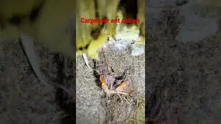 #carpenter #ants #damage #pestcontrol #homeinspection #bugs #realestate #nature #wood