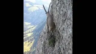 Markhor on high mountain cliff | Markhor national  animal of Pakistan Northern Pakistan