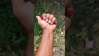 это блестящий жук #уникальныеживотные #природа #красивыенасекомые