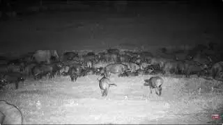 Elephant Gets Angry With A Big Herd Of Buffalos