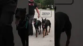 This Is Why Balanced Training Is the BEST Form of Dog Training