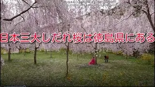 20240404日本三大しだれ桜は徳島県にある満開中の今日全て撮影しました勝ぼうず「宮川内しだれ桜いまの桜300本」徳島県阿波市「ゆうかの里しだれ桜500本」徳島県神山町「大毛島の花見山しだれ桜350