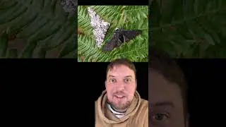 Peppered moths and the Industrial Revolution! #science #evolution #learning #learneclecticthings