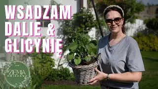 Dalie & Wisteria/Glicynia