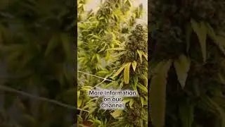 Irie Genetics Freebee Paki Gold For The Win!!! #cannabiscommunity #harvest #cultivation #homegrown