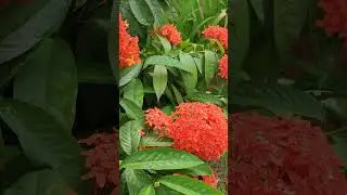 Jungle geranium #flowers #nature #garden #plants #blooming #naturelovers #green #ixora #flower