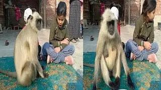 😍 Village Girls Feed a Langur by Hand | Heart-Melting Monkey Moment