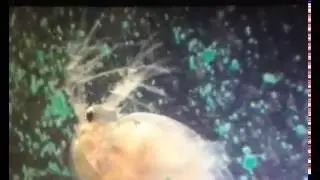 BioBus Video: Daphnia and Algae